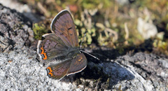 Lycaena helle