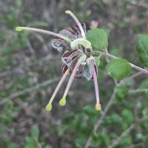 Grevillea mucronulata, photograph 2
