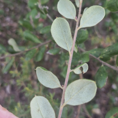 Grevillea mucronulata, photograph 3