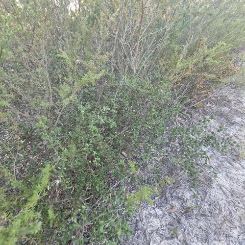Grevillea mucronulata, photograph 5
