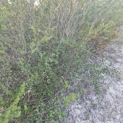 Grevillea mucronulata, photograph (c) ronavery, some rights reserved (CC BY)