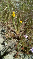 Amsinckia tessellata