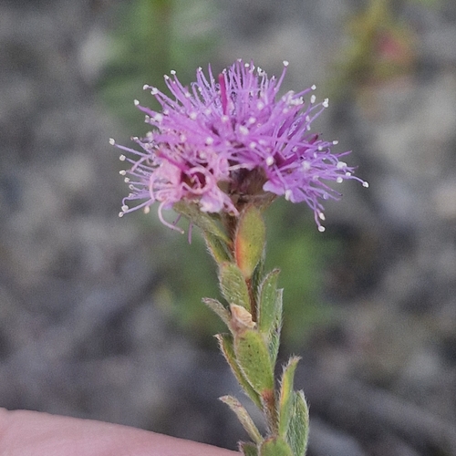 Kunzea capitata, photograph 5