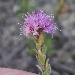 Kunzea capitata, photograph (c) ronavery, some rights reserved (CC BY)