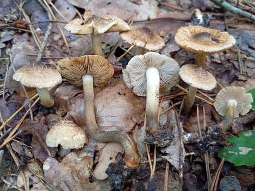 Inocybe tenebrosa