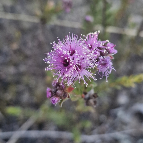 Kunzea capitata, photograph 6