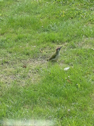 Eurasian Green Woodpecker