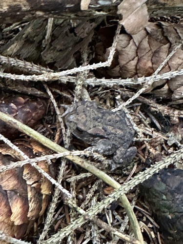 European Toad