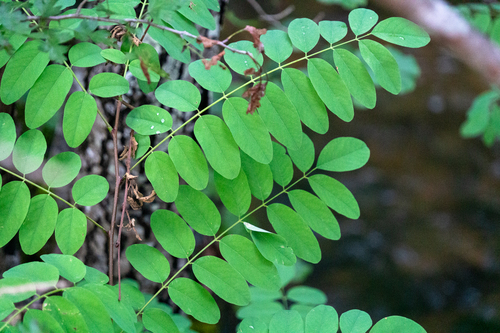 black locust