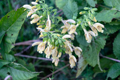 Sticky Sage