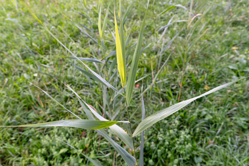 common reed