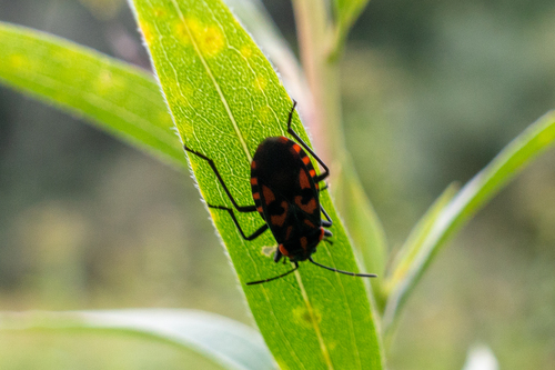 Spilostethus saxatilis