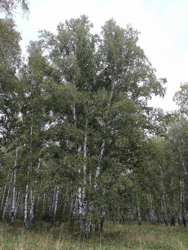 silver birch