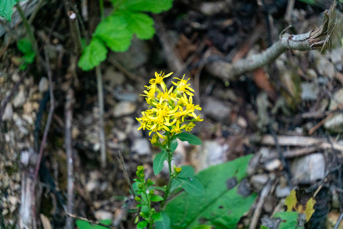 European goldenrod