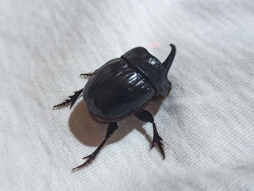 Spanish Dung Beetle