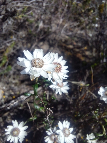 Argentipallium obtusifolium observed 2026-09-19