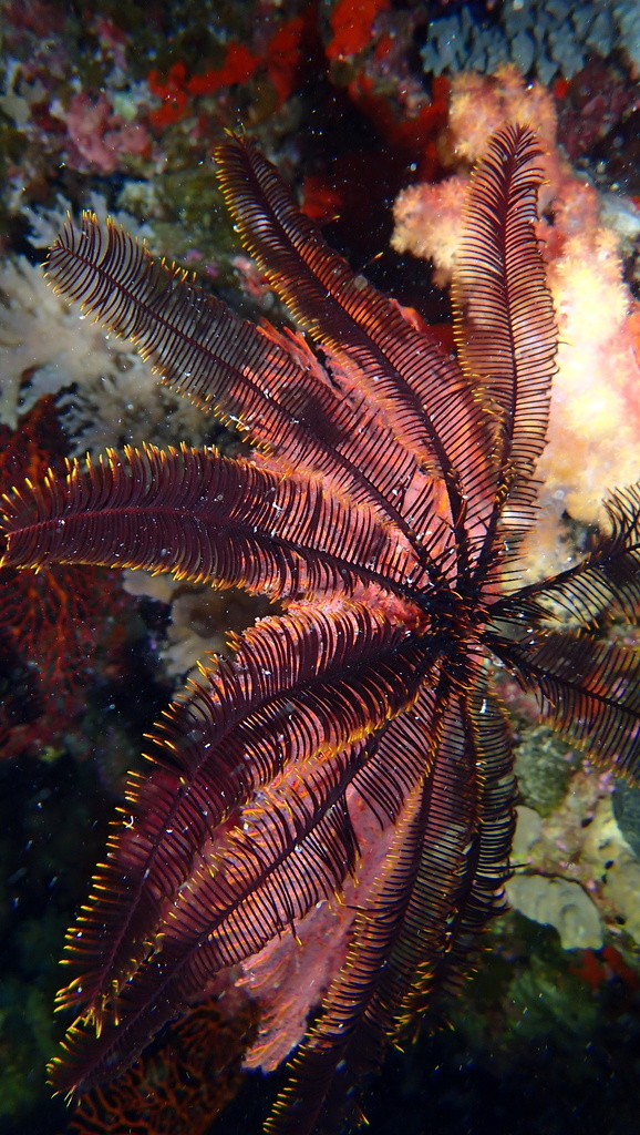 Spinose Feather Star