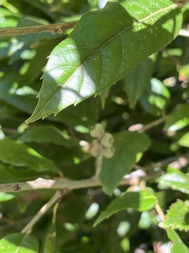 Quercus tatakaensis