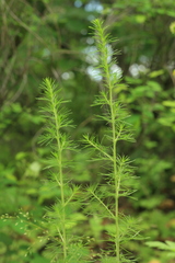 Salsola collina