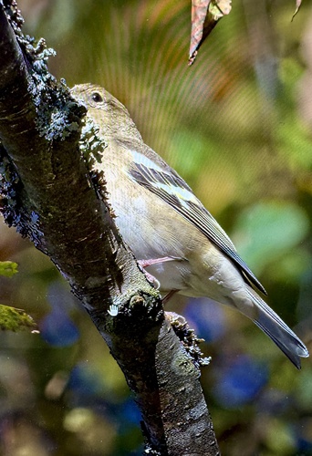 Common Chaffinch
