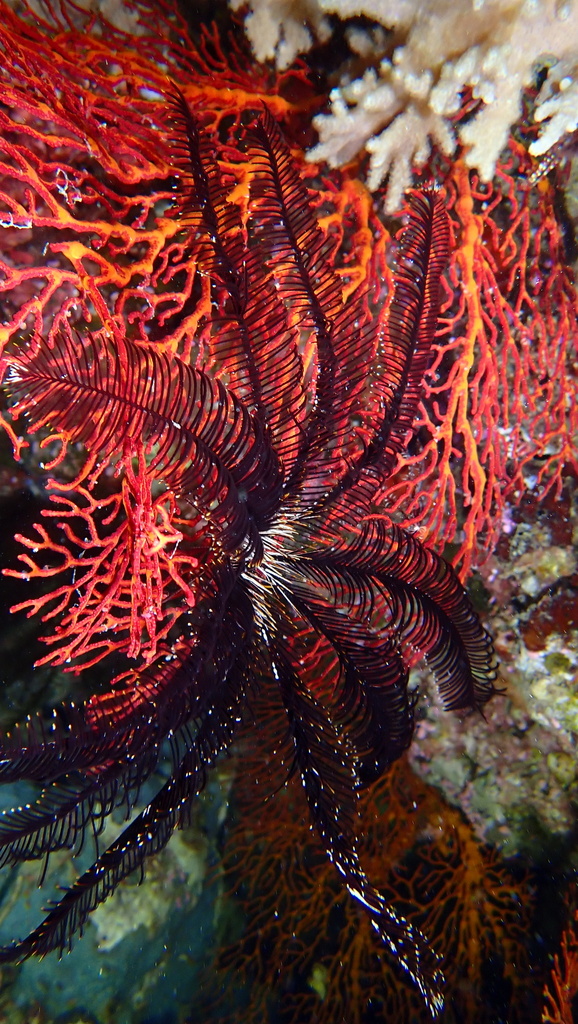 Spinose Feather Star