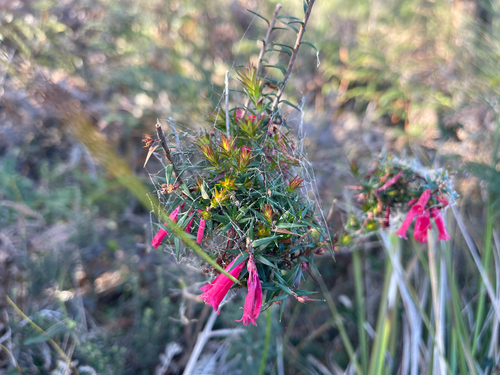 Epacris impressa, photograph 5