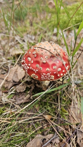 Fly Agaric