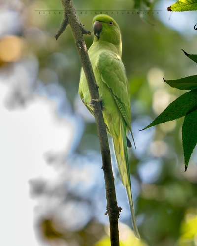 Rose-ringed Parakeet