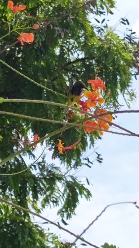 Ornate Sunbird
