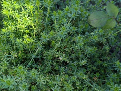 Galium, 2026-09-17