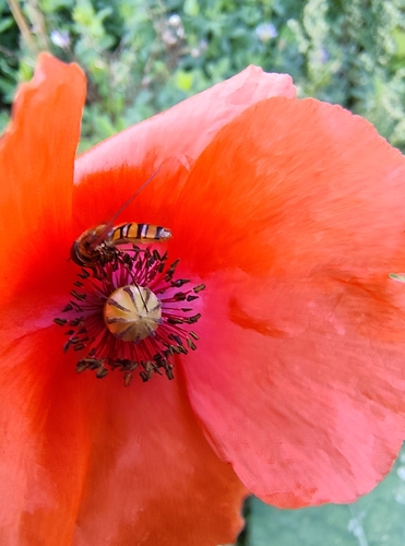 Marmalade Hover Fly