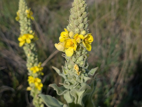 Verbascum thapsus observed 2026-09-17
