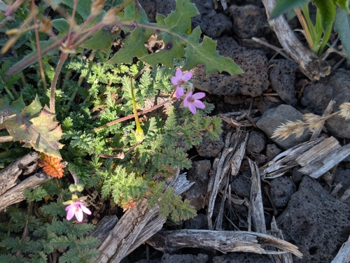 Geranium, 2026-09-17