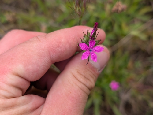 Dianthus armeria observed 2026-09-17
