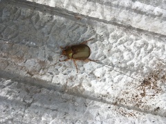 Aulacopalpus viridis