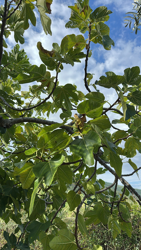 common fig