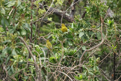 Chlorodrepanis virens observed 2026-09-17