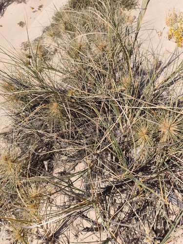 Spinifex longifolius observed 2026-09-19
