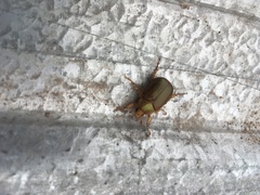 Aulacopalpus viridis