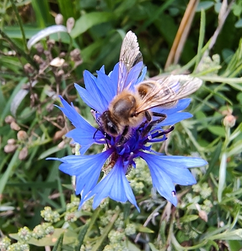 Western Honey Bee