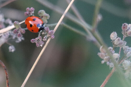 Seven-spotted Lady Beetle