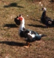 Cairina moschata domestica