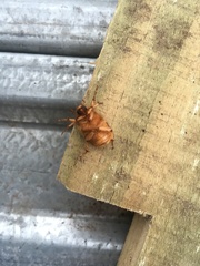 Aulacopalpus viridis