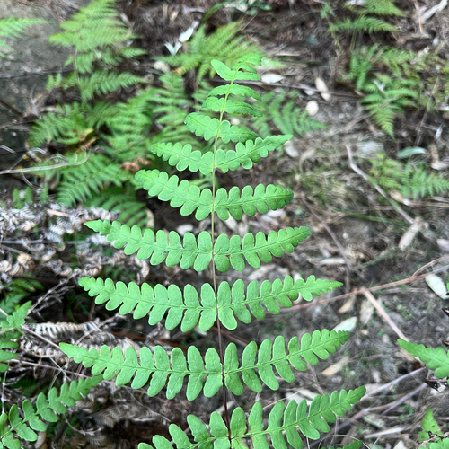 Histiopteris incisa, photograph 6