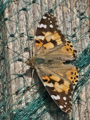 Painted Lady