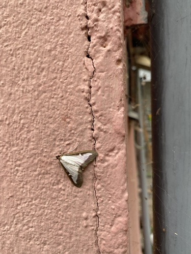 Box Tree Moth