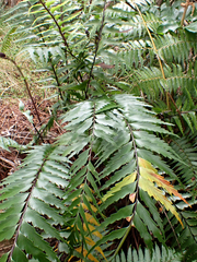 Asplenium polyodon, photograph author not stated, no rights reserved