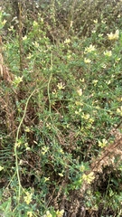 Medicago × varia