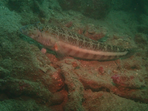 Parapercis xanthozona observed 2026-09-19
