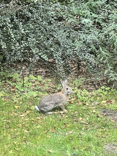 European Rabbit